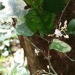 Baphiopsis parviflora