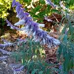 Salvia leucantha Flower