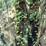 Bulbophyllum ngoyense Habit