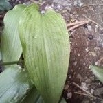 Allium ursinum Folha