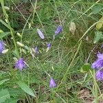 Campanula rotundifoliaΛουλούδι