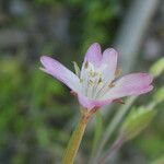 Epilobium lanceolatum Fleur