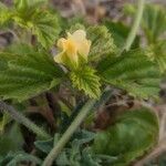 Malvastrum coromandelianum Fleur