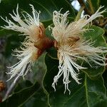 Arillastrum gummiferum Flower