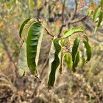 Croton dichogamus Leaf