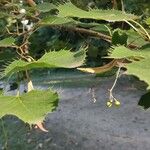 Tilia henryanaФрукт