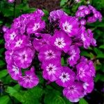 Phlox drummondii 花