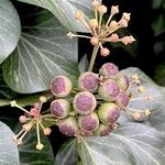 Hedera colchicaФрукт