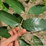 Vochysia ferruginea Leaf