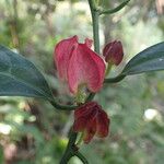 Heisteria parvifolia Flower