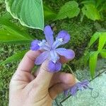 Iris cristata Flower