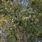 Populus tremuloidesList