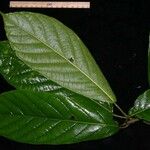 Ficus brevibracteata Hoja