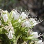Echium brevirame Cvijet