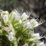 Echium brevirame Flower