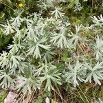 Geranium argenteum Leaf