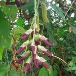 Mucuna pruriens Blüte