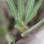 Prunus scoparia Hoja