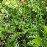 Potentilla inclinata Likasa