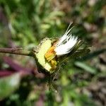 Sonchus tenerrimus Fruit