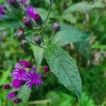 Vernonia noveboracensis Leaf