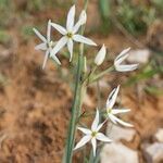 Narcissus obsoletus 形態