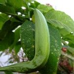 Brugmansia x candida Altro