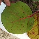 Coccoloba uvifera Fuelha