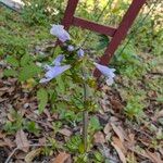 Salvia lyrata Flors