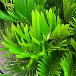 Zamia pumila Lapas