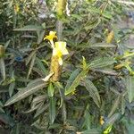 Barleria lupulina Blomma