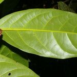 Ocotea dendrodaphne Hoja