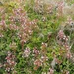 Saxifraga hirsuta Flor