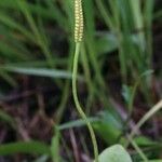 Ophioglossum vulgatum Λουλούδι