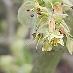 Corylopsis spicata Цвят
