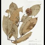 Eschweilera albiflora
