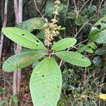 Miconia elata Feuille