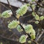 Salix appendiculata Kvet