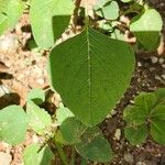 Amaranthus viridisFuelha