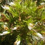 Echium aculeatum Blüte