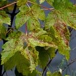 Acer pseudoplatanus Egyéb