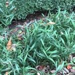 Melica altissima Φύλλο