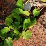 Centella asiatica Blad