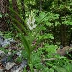 Cephalanthera longifoliaFlower