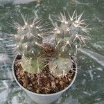 Tephrocactus alexanderi Hoja