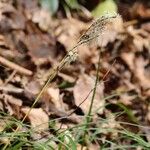 Carex reinii Blomst