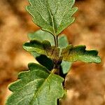 Chascanum garipense Leaf