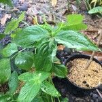 Spigelia anthelmia Blad