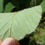 Rubus senticosus Mosusu