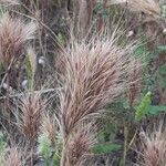 Bromus rubens برگ